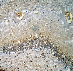 Invitrogen CHRM1 Polyclonal Antibody 100 &mu;g; Unconjugated:Antibodies,