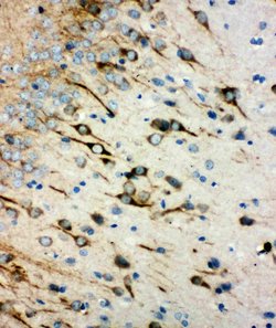 Invitrogen CHRM1 Polyclonal Antibody 100 &mu;g; Unconjugated:Antibodies,