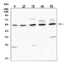 Invitrogen CHRM1 Polyclonal Antibody 100 &mu;g; Unconjugated:Antibodies,