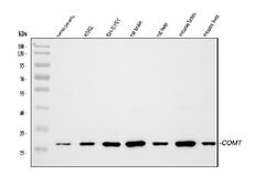 Invitrogen COMT Polyclonal Antibody 100 &mu;g; Unconjugated:Antibodies,