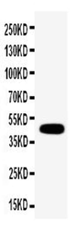Invitrogen Connexin 45 Polyclonal Antibody 100 &mu;g; Unconjugated:Antibodies,