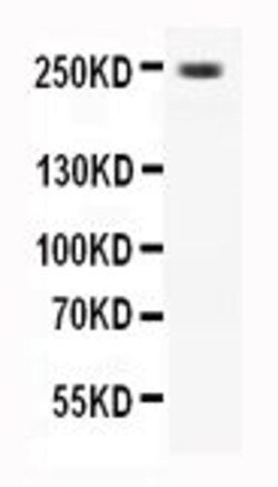Invitrogen CaV1.3 Polyclonal Antibody 100 &mu;g; Unconjugated:Antibodies,