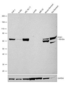 Invitrogen COX1 Polyclonal Antibody 100 &mu;g | Buy Online | Invitrogen&trade; | Fisher Scientific