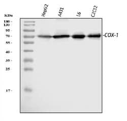 Invitrogen COX1 Polyclonal Antibody 100 &mu;g | Buy Online | Invitrogen&trade; | Fisher Scientific