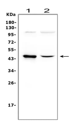 Invitrogen WNT5A Polyclonal Antibody 100 &mu;g; Unconjugated:Antibodies,