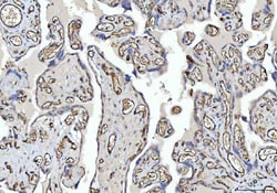 Invitrogen CD31 Polyclonal Antibody 100 &mu;g; Unconjugated:Antibodies,