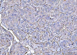 Invitrogen CD31 Polyclonal Antibody 100 &mu;g; Unconjugated:Antibodies,