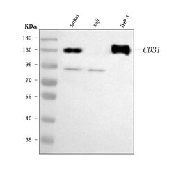 Invitrogen CD31 Polyclonal Antibody 100 &mu;g; Unconjugated:Antibodies,