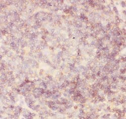Invitrogen CD45 Polyclonal Antibody 100 &mu;g; Unconjugated:Antibodies,