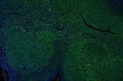 Invitrogen CD45 Polyclonal Antibody 100 &mu;g; Unconjugated:Antibodies,