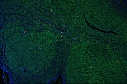 Invitrogen CD45 Polyclonal Antibody 100 &mu;g; Unconjugated:Antibodies,