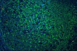 Invitrogen CD45 Polyclonal Antibody 100 &mu;g; Unconjugated:Antibodies,
