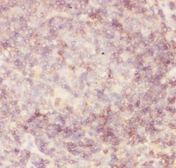 Invitrogen CD45 Polyclonal Antibody 100 &mu;g; Unconjugated:Antibodies,