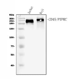 Invitrogen CD45 Polyclonal Antibody 100 &mu;g; Unconjugated:Antibodies,
