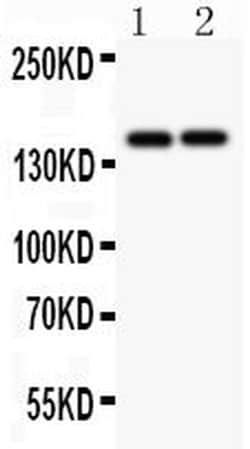 Invitrogen CD45 Polyclonal Antibody 100 &mu;g; Unconjugated:Antibodies,
