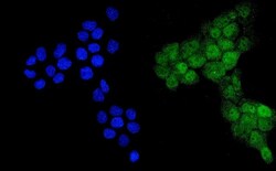 Invitrogen Ubiquitin B Polyclonal Antibody 100 &mu;g | Buy Online | Invitrogen&trade; | Fisher Scientific