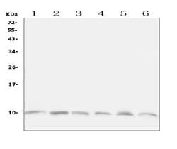Invitrogen Ubiquitin B Polyclonal Antibody 100 &mu;g | Buy Online | Invitrogen&trade; | Fisher Scientific