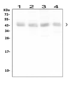 Invitrogen BMI-1 Polyclonal Antibody 100 &mu;g; Unconjugated:Antibodies,