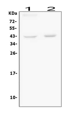 Invitrogen BMI-1 Polyclonal Antibody 100 &mu;g; Unconjugated:Antibodies,