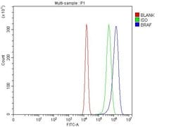 Invitrogen B-Raf Polyclonal Antibody 100 &mu;g; Unconjugated:Antibodies,