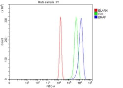Invitrogen B-Raf Polyclonal Antibody 100 &mu;g; Unconjugated:Antibodies,