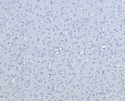 Invitrogen B-Raf Polyclonal Antibody 100 &mu;g; Unconjugated:Antibodies,