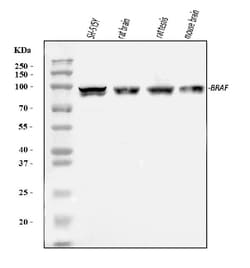 Invitrogen B-Raf Polyclonal Antibody 100 &mu;g; Unconjugated:Antibodies,