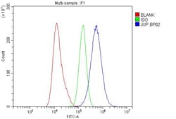 Invitrogen gamma Catenin Polyclonal Antibody 100 &mu;g; Unconjugated:Antibodies,