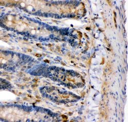 Invitrogen KCNMA1 Polyclonal Antibody 100 &mu;g; Unconjugated:Antibodies,