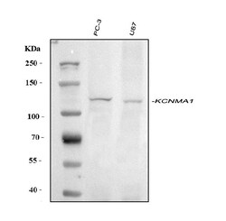 Invitrogen KCNMA1 Polyclonal Antibody 100 &mu;g; Unconjugated:Antibodies,