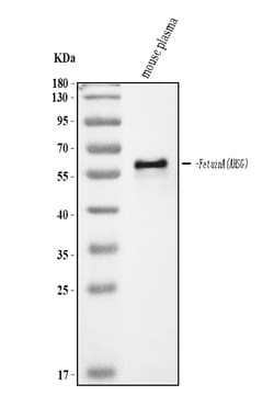 Invitrogen Fetuin A Polyclonal Antibody 100 &mu;g; Unconjugated:Antibodies,