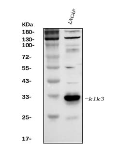 Invitrogen PSA Polyclonal Antibody 100 &mu;g; Unconjugated:Antibodies,