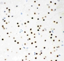 Invitrogen MSK1 Polyclonal Antibody 100 &mu;g; Unconjugated:Antibodies,