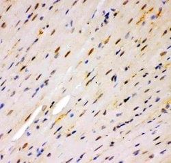 Invitrogen MSK1 Polyclonal Antibody 100 &mu;g; Unconjugated:Antibodies,