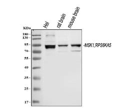 Invitrogen MSK1 Polyclonal Antibody 100 &mu;g; Unconjugated:Antibodies,