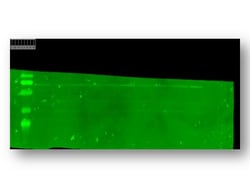 TRPC5 Polyclonal Antibody:Antibodies, Polyclonal