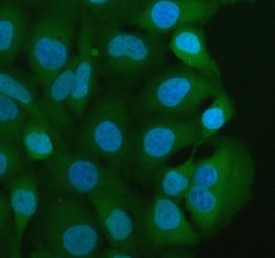 Invitrogen MIF Polyclonal Antibody 100 &mu;g; Unconjugated:Antibodies,