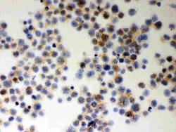 Invitrogen MIF Polyclonal Antibody 100 &mu;g; Unconjugated:Antibodies,