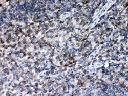 Invitrogen MIF Polyclonal Antibody 100 &mu;g; Unconjugated:Antibodies,