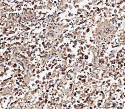 Invitrogen MIF Polyclonal Antibody 100 &mu;g; Unconjugated:Antibodies,