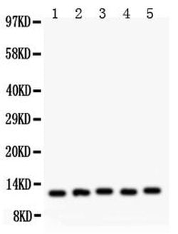 Invitrogen MIF Polyclonal Antibody 100 &mu;g; Unconjugated:Antibodies,