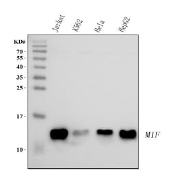 Invitrogen MIF Polyclonal Antibody 100 &mu;g; Unconjugated:Antibodies,