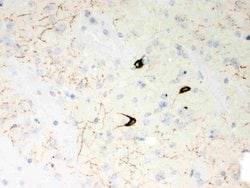 Invitrogen NPY Polyclonal Antibody 100 &mu;g; Unconjugated:Antibodies,