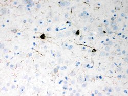 Invitrogen NPY Polyclonal Antibody 100 &mu;g; Unconjugated:Antibodies,