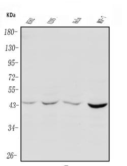Invitrogen PIM1 Polyclonal Antibody 100 &mu;g; Unconjugated:Antibodies,