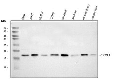Invitrogen PIN1 Polyclonal Antibody 100 &mu;g; Unconjugated:Antibodies,