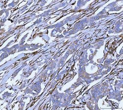 Invitrogen SERPINH1 Polyclonal Antibody 100 &mu;g; Unconjugated:Antibodies,