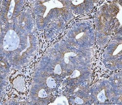 Invitrogen SERPINH1 Polyclonal Antibody 100 &mu;g; Unconjugated:Antibodies,