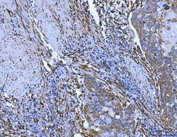 Invitrogen SERPINH1 Polyclonal Antibody 100 &mu;g; Unconjugated:Antibodies,