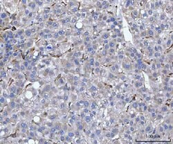 Invitrogen SERPINH1 Polyclonal Antibody 100 &mu;g; Unconjugated:Antibodies,